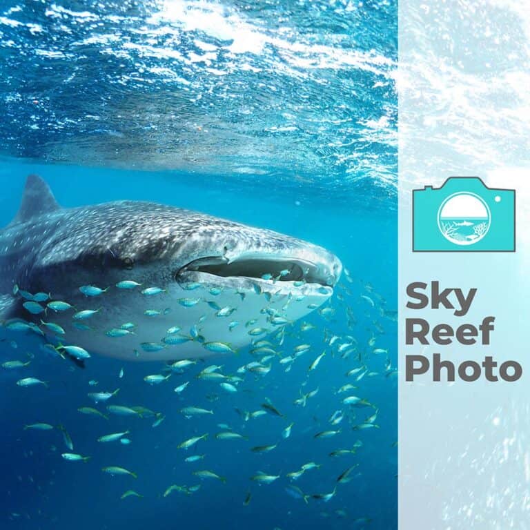 SkyReefPhoto Logo with Whaleshark